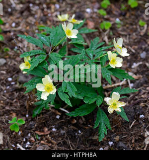 Anemone x lipsiensis pallida, millefiori, crema, giallo, fiori, fioritura, boschi, bosco, ombra, ombreggiato, ombreggiata, RM Floral Foto Stock