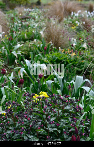 pulmonaria, tulipani, narcisi, misto, letto, combinazione, Primavera, giardino, Fiori, fiore, fioritura, Foto Stock