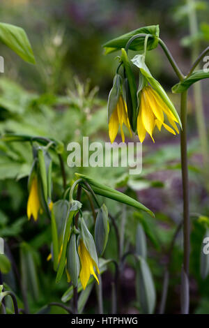 Uvularia grandiflora, a fiore grande bellwort, merrybells, giallo, fiori, fiori, fioritura, molla, ombra, ombreggiato, ombreggiata,, legni, bosco, pl Foto Stock