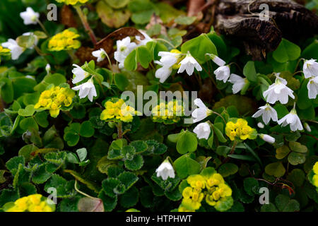 Legno-sorrel, Oxalis acetosella, hacquetia bergonii, millefiori, giallo, bianco, fiori, fioritura, boschi, bosco, ombra, ombreggiato, ombreggiata, RM Foto Stock