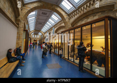 Interno del Museo di Storia Naturale. Istituito nel 1881, il museo ospita 80 milioni di oggetti provenienti da tutto il mondo. London, England, Regno Unito Foto Stock