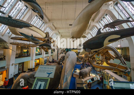 Interno del Museo di Storia Naturale. Istituito nel 1881, il museo ospita 80 milioni di oggetti provenienti da tutto il mondo. London, England, Regno Unito Foto Stock