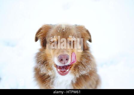 Australian Shepherd leccare è chaps Foto Stock
