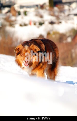 Pastore australiano cane nella neve Foto Stock