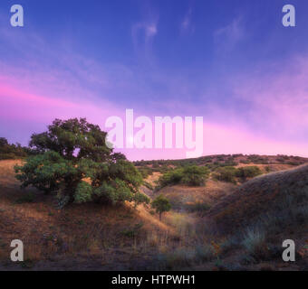 Colorato paesaggio notturno con albero verde e giallo Erba sulla collina contro incredibile cielo blu con luna e Nuvole rosa in estate. Le montagne della criminalità Foto Stock