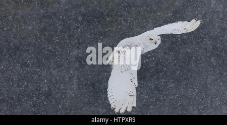 La civetta delle nevi (Bubo scandicus) è un grande gufo bianco del gufo tipica famiglia. Essi sono nativi di regioni artiche in Nord America e in Eurasia. Foto Stock