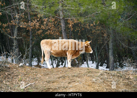 Vacca solitaria su boschi nella provincia di Evros in Grecia Foto Stock