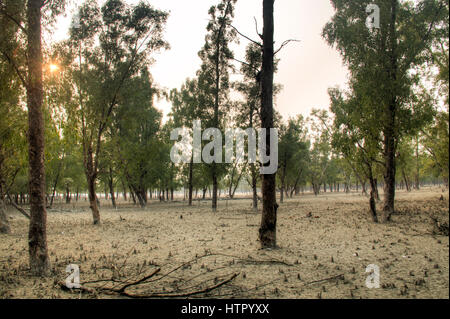 Tramonto nel Parco Nazionale della Sundarbans, famoso per la sua Royal tigre del Bengala in Bangladesh Foto Stock