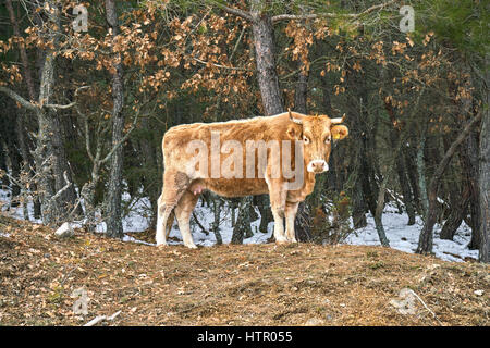 Vacca solitaria su boschi nella provincia di Evros in Grecia Foto Stock