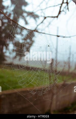 Vista ravvicinata delle stringhe di un web spider Foto Stock