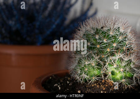 Una chiusura di un cactus nella luce del sole Foto Stock