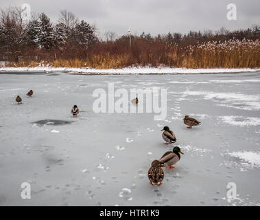 Le anatre bastarde camminando in gruppo oltre il lago ghiacciato di Ontario facendo una sequenza. Foto Stock