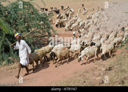 Pastore pascere il suo gregge di pecore e capre, Rajasthan, India Foto Stock