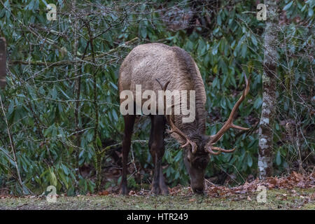 Elk (Cervus elaphus) mangiare, Cataloochee Valley, Great Smoky Mountains National Park, North Carolina, STATI UNITI D'AMERICA Foto Stock