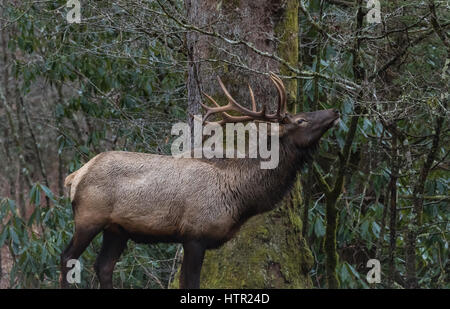 Elk (Cervus elaphus) mangiare, Cataloochee Valley, Great Smoky Mountains National Park, North Carolina, STATI UNITI D'AMERICA Foto Stock