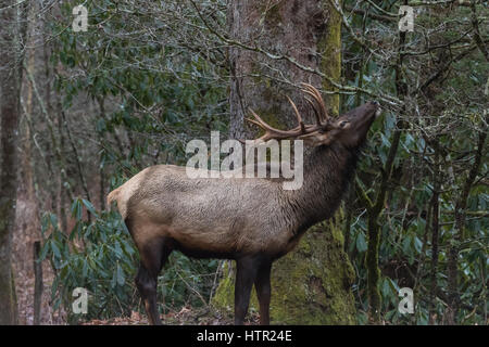 Elk (Cervus elaphus) mangiare, Cataloochee Valley, Great Smoky Mountains National Park, North Carolina, STATI UNITI D'AMERICA Foto Stock