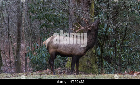 Elk (Cervus elaphus) mangiare, Cataloochee Valley, Great Smoky Mountains National Park, North Carolina, STATI UNITI D'AMERICA Foto Stock