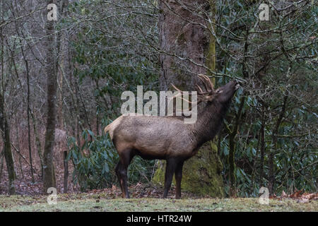 Elk (Cervus elaphus) mangiare, Cataloochee Valley, Great Smoky Mountains National Park, North Carolina, STATI UNITI D'AMERICA Foto Stock