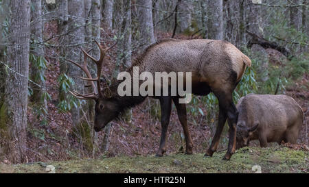 Elk (Cervus elaphus) mangiare, Cataloochee Valley, Great Smoky Mountains National Park, North Carolina, STATI UNITI D'AMERICA Foto Stock