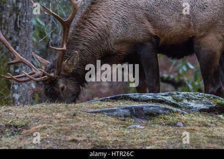 Elk (Cervus elaphus) mangiare, Cataloochee Valley, Great Smoky Mountains National Park, North Carolina, STATI UNITI D'AMERICA Foto Stock