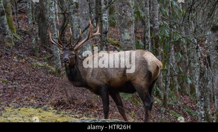 Elk (Cervus elaphus), Cataloochee Valley, Great Smoky Mountains National Park, North Carolina, STATI UNITI D'AMERICA Foto Stock