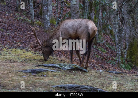 Elk (Cervus elaphus) mangiare, Cataloochee Valley, Great Smoky Mountains National Park, North Carolina, STATI UNITI D'AMERICA Foto Stock