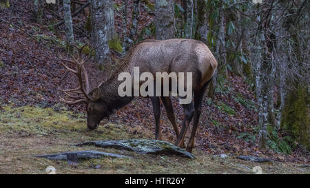 Elk (Cervus elaphus) mangiare, Cataloochee Valley, Great Smoky Mountains National Park, North Carolina, STATI UNITI D'AMERICA Foto Stock