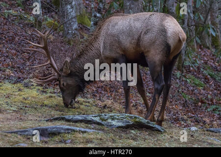 Elk (Cervus elaphus) mangiare, Cataloochee Valley, Great Smoky Mountains National Park, North Carolina, STATI UNITI D'AMERICA Foto Stock