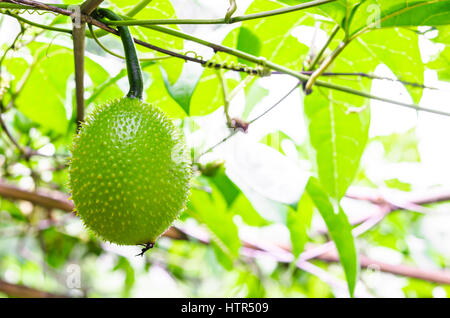 Gac verde frutta, molla cetriolo amaro o Momordica Cochinchinensis Spreng sull'albero in Thailandia Foto Stock