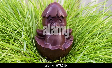 Pollo al cioccolato seduto su un nido di erba Foto Stock
