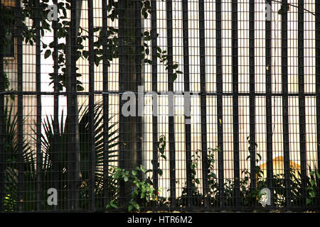 Sfondo Iron Grill su strada edificio, (Copyright © Saji Maramon) Foto Stock