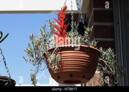 Mesembryanthemum crescente e Crassula Capitella Campfire succulente in vaso pensile Foto Stock