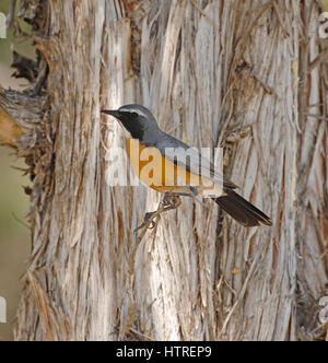 Adulto maschio bianco throated robin Irania gutturalise sul territorio Korotelli colline nella Turchia meridionale la molla Foto Stock