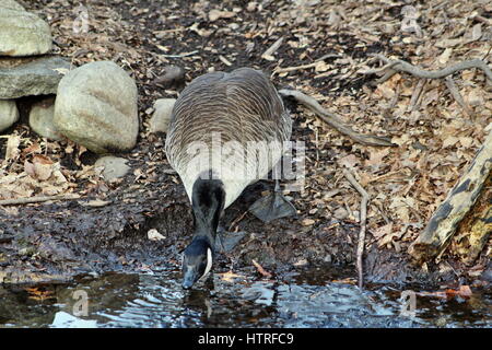 Oca canadese di bere da un torrente Foto Stock