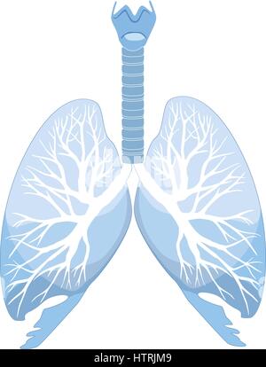 Polmoni umani e dei bronchi. organo umano struttura segno medico Illustrazione Vettoriale