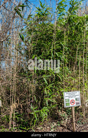 Knotweed giapponese o Fallopia japonica, a lato di una strada con un cartello di avvertimento per non tagliare. Foto Stock