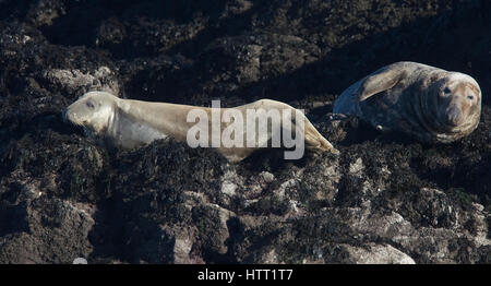 Due Atlantic Le foche grigie (Halichoerus grypus) sulle rocce su St Clements Isle, Cornwall, England Regno Unito. Foto Stock