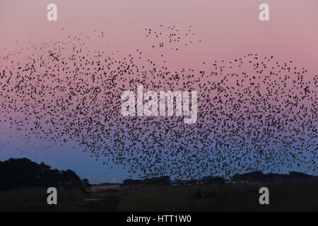 Starling murmuration oltre Marazion Marsh RSPB riserva al tramonto, Cornwall, Inghilterra, Regno Unito. Foto Stock