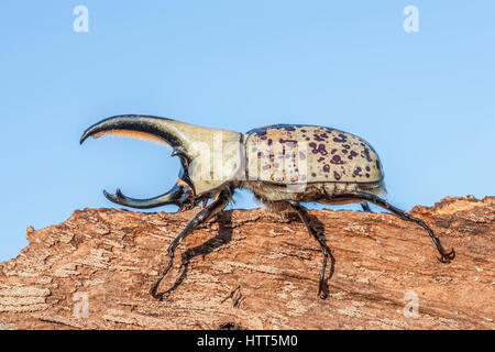 Western Hercules Beetle maschio camminando sul registro. Questo scarabeo rinoceronte è stato fotografato in Arizona. Foto Stock