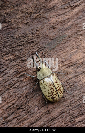 Western Hercules Beetle maschio camminando sul registro. Questo scarabeo rinoceronte è stato fotografato in Arizona. Foto Stock