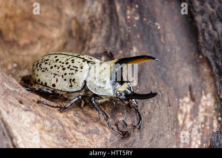 Western Hercules Beetle maschio cavo interno log. Questo scarabeo rinoceronte è stato fotografato in Arizona. Foto Stock