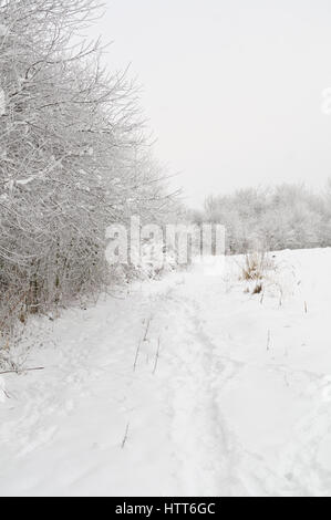 Coperta di neve su strada e alberi accanto alla foresta Foto Stock