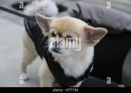 Carino piccolo cane color beige guinzaglio Foto Stock