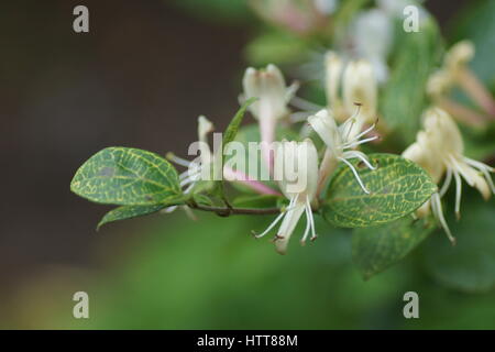 Lonicera japonica 'Aureoreticulata' Foto Stock
