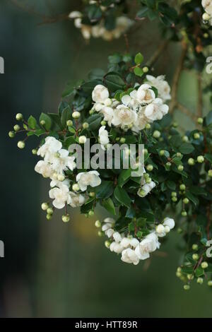 Lima apiculata Foto Stock