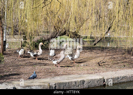 Grey Goose in piedi nel cortile naturalmente. Graylag oca in prato. Foto Stock