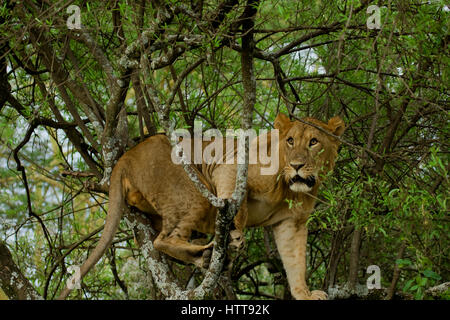 Leone africano (Panthera leo) sale su un albero, Lake Nakuru National Park, Kenya, Africa orientale Foto Stock