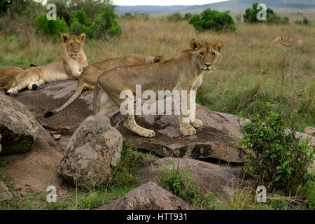 Leone africano (Panthera leo) capretti orgoglio in appoggio sulle rocce, il Masai Mara riserva nazionale, Kenya, Africa orientale Foto Stock