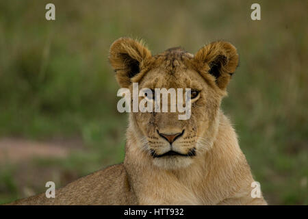 Leone africano (Panthera leo) ritratto giovanile, il Masai Mara riserva nazionale, Kenya, Africa orientale Foto Stock