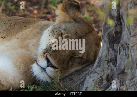 Leone africano (Panthera leo) femmina dormire su di un lembo di albero, il Masai Mara riserva nazionale, Kenya, Africa orientale Foto Stock